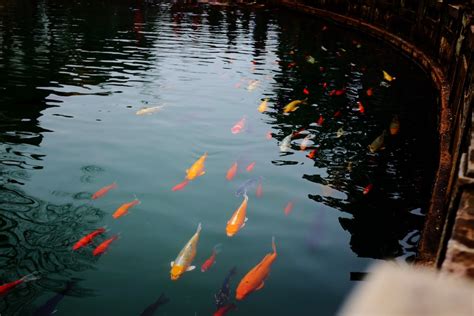 養金魚入門|(新手必看)金魚飼養入門技巧分享，看完保證不會再養死金魚！